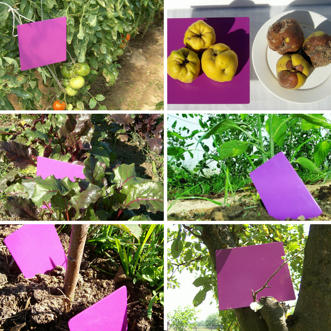 Teslina purpurna ploča 8,5 x 5,5 cm